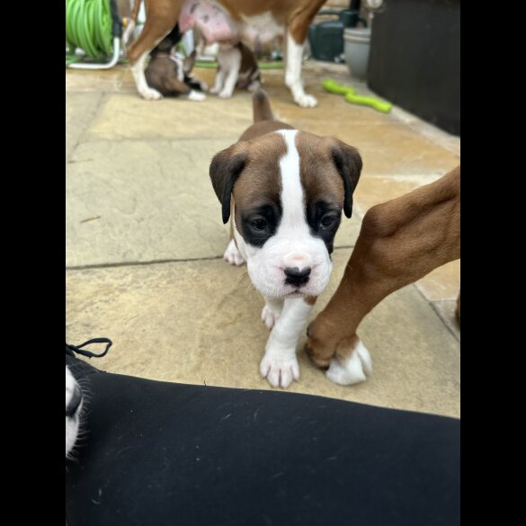 Boxer - Both