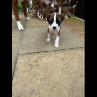 Boxer - Both