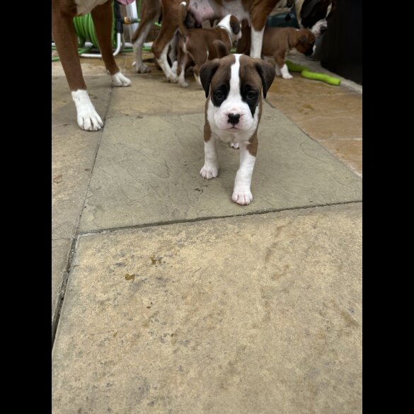 Boxer - Both