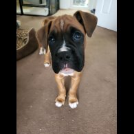 Boxer - Both