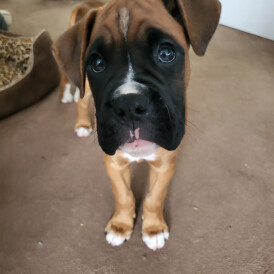 Boxer - Both