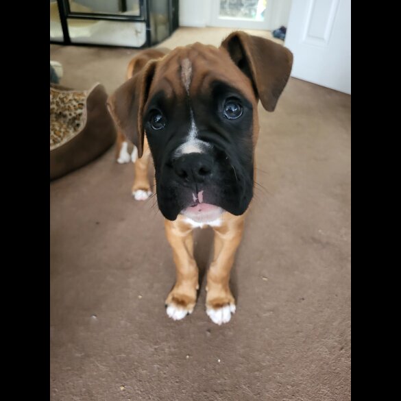 Boxer - Both