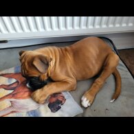 Boxer - Both