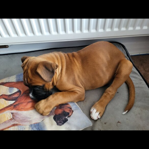 Boxer - Both
