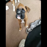 Boxer - Both