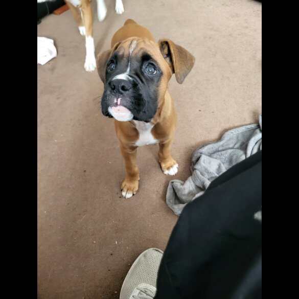 Boxer - Both