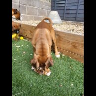 Boxer - Both