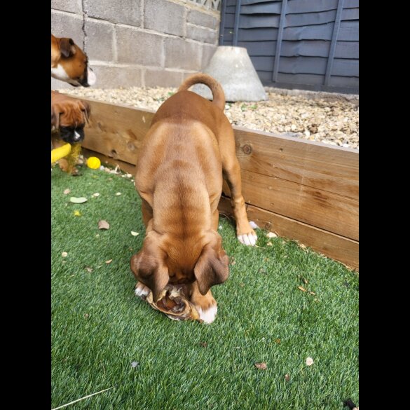 Boxer - Both