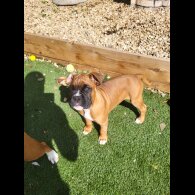 Boxer - Both