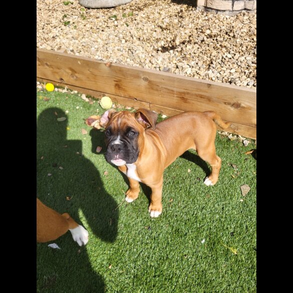 Boxer - Both