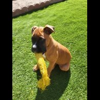 Boxer - Both