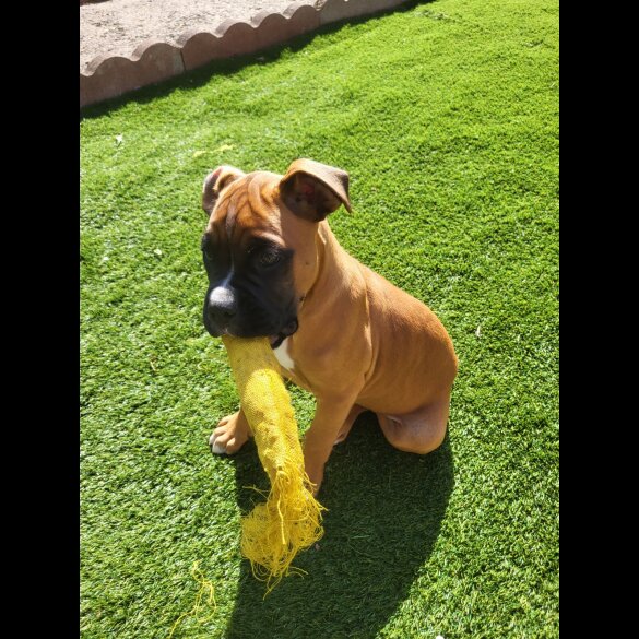 Boxer - Both