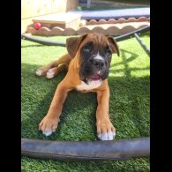 Boxer - Both