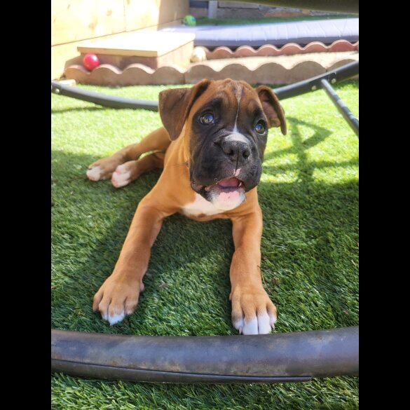 Boxer - Both