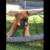 Boxer - Both