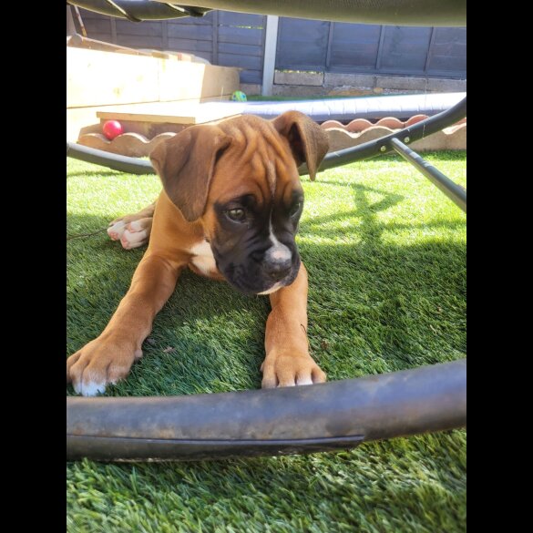 Boxer - Both