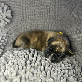 Boxer - Both