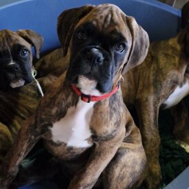 Boxer - Both