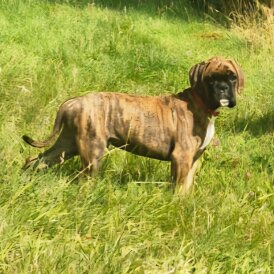 Boxer - Both