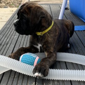 Boxer - Dogs