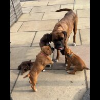 Boxer - Dogs