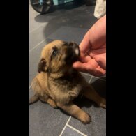 Mixed Breed - Both