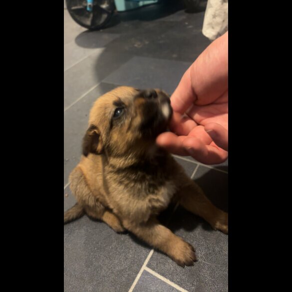 Mixed Breed - Both