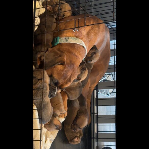 Mixed Breed - Both