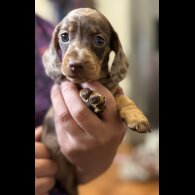 Dachshund (Standard &amp; Miniature) - Both