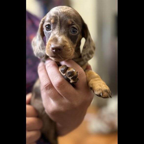 Dachshund (Standard &amp; Miniature) - Both