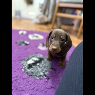 Dachshund (Standard &amp; Miniature) - Both