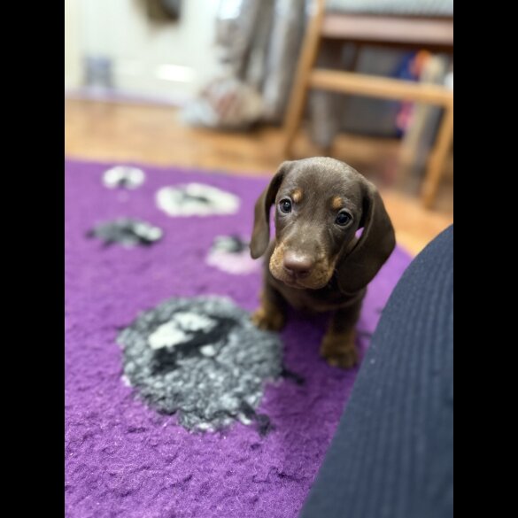 Dachshund (Standard &amp; Miniature) - Both