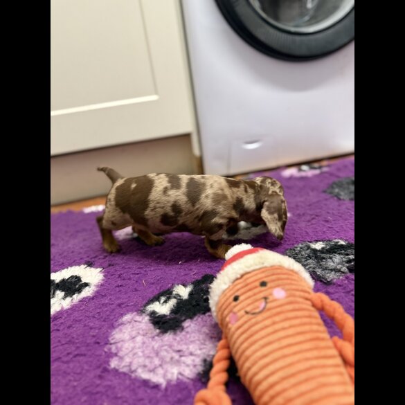 Dachshund (Standard &amp; Miniature) - Both