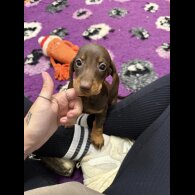 Dachshund (Standard &amp; Miniature) - Both