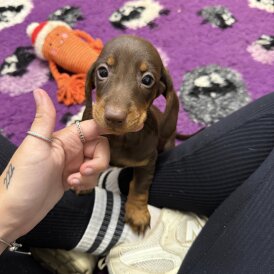 Dachshund (Standard &amp; Miniature) - Both