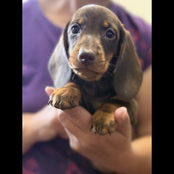 Dachshund (Standard &amp; Miniature) - Both