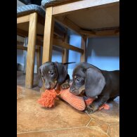 Dachshund (Standard &amp; Miniature) - Both