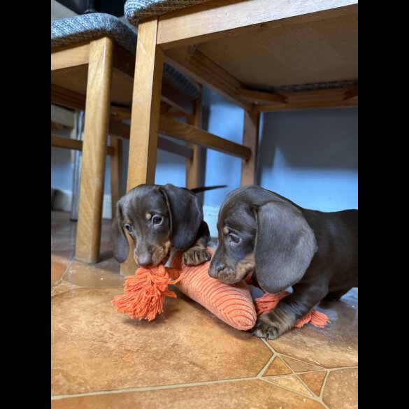 Dachshund (Standard &amp; Miniature) - Both