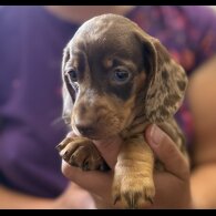 Dachshund (Standard &amp; Miniature) - Both