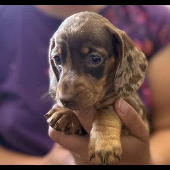 Dachshund (Standard &amp; Miniature) - Both