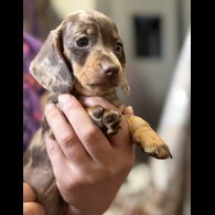 Dachshund (Standard &amp; Miniature) - Both