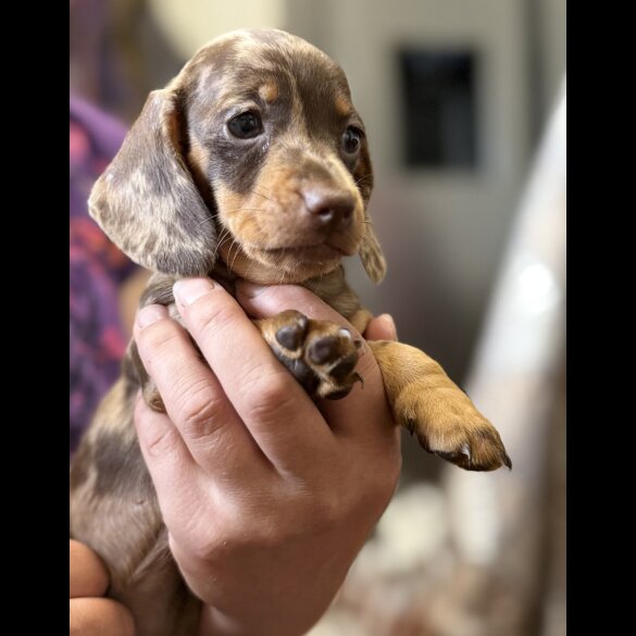 Dachshund (Standard &amp; Miniature) - Both