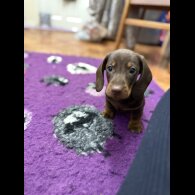 Dachshund (Standard &amp; Miniature) - Both
