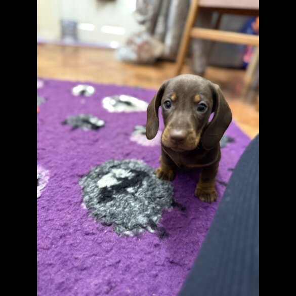 Dachshund (Standard &amp; Miniature) - Both