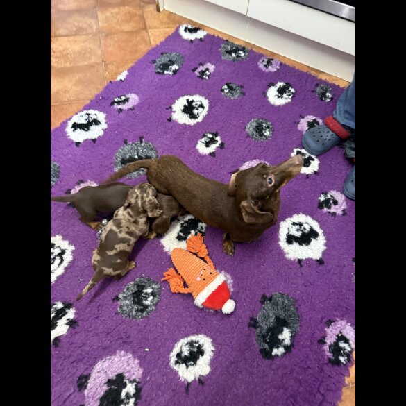 Dachshund (Standard &amp; Miniature) - Both