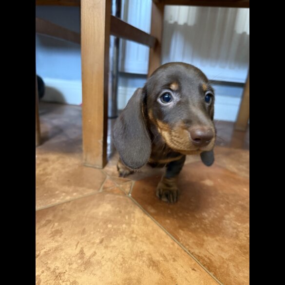 Dachshund (Standard &amp; Miniature) - Both