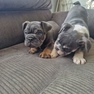 English Bulldog - Both