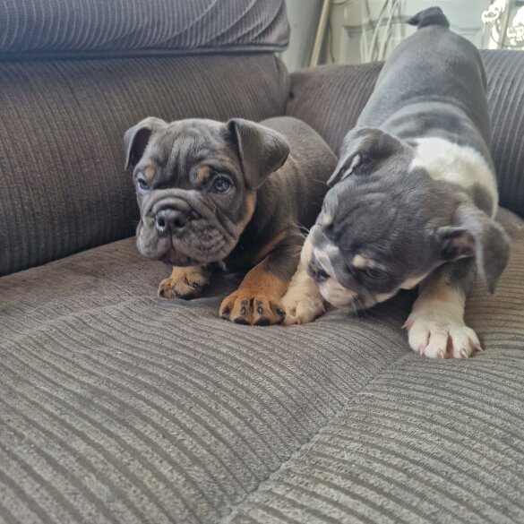 English Bulldog - Both