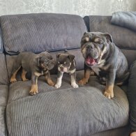 English Bulldog - Both
