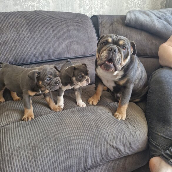 English Bulldog - Both
